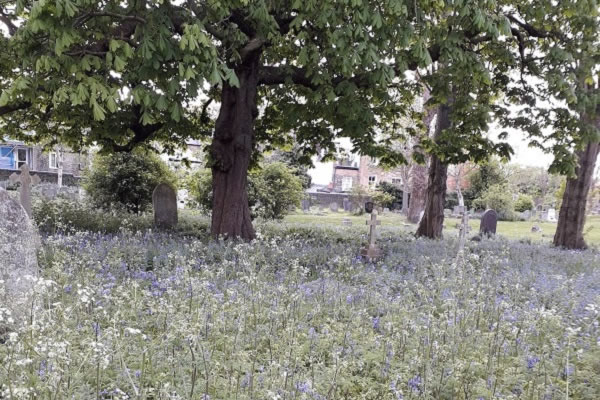 No Mow May in Wandsworth Again This Year