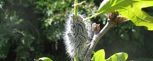 Oak Processionary Moth